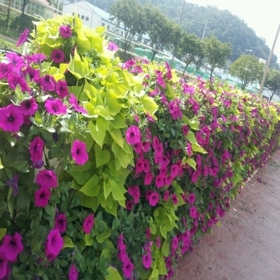 기타화초