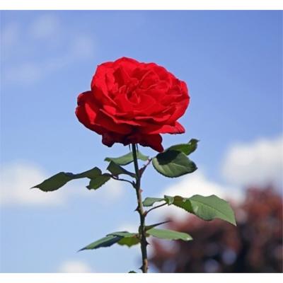 하온 조달 등록 상품 이미지 3