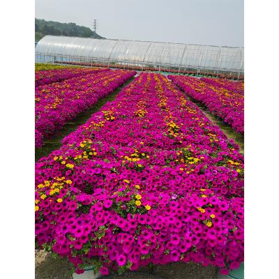 성림원 조달 등록 상품 이미지 2