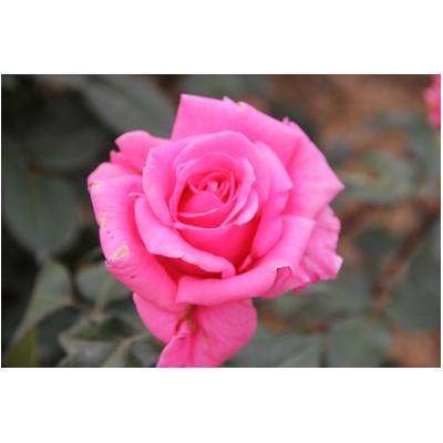 그린장미원 조달 등록 상품 이미지 2