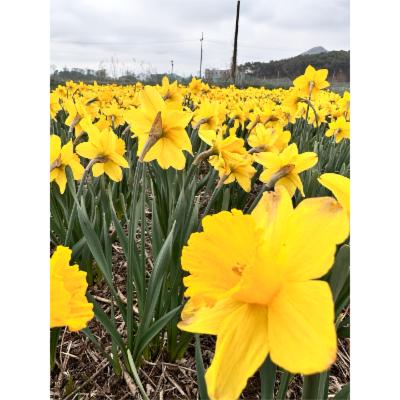 행복한 들꽃세상 조달 등록 상품 이미지 3