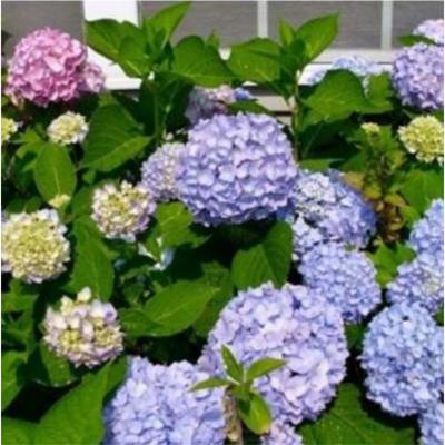 (주)아다람농업회사법인 조달 등록 상품 이미지 1