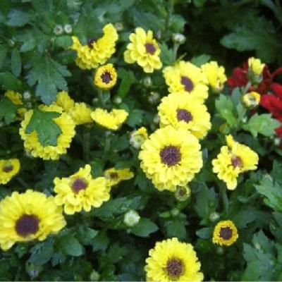 산드래미 조달 등록 상품 이미지 2