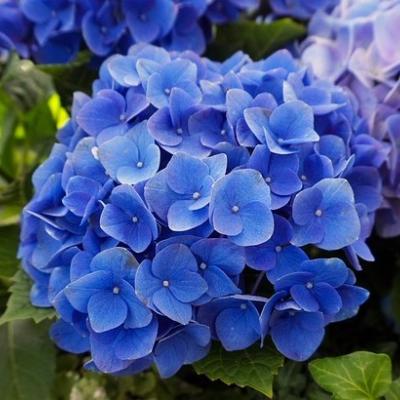 길천식물원 조달 등록 상품 이미지 2