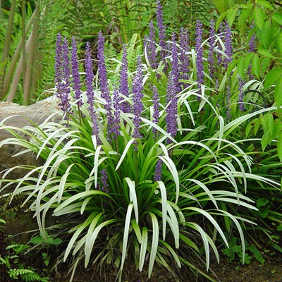 기타화초