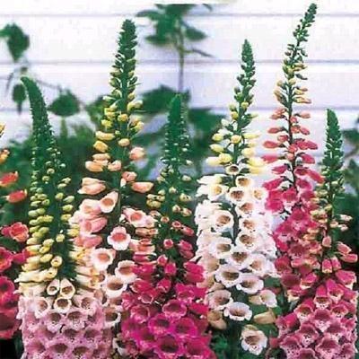 아름다운농원 조달 등록 상품 이미지 3