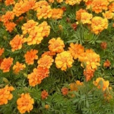 (Flower&Garden)봉성 조달 등록 상품 이미지 3