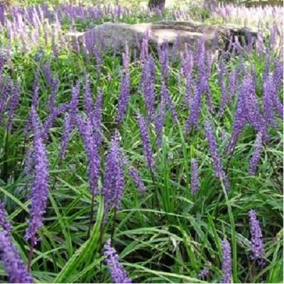 (Flower&Garden)봉성 조달 등록 상품 이미지 1
