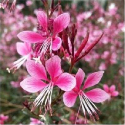 (Flower&Garden)봉성 조달 등록 상품 이미지 2