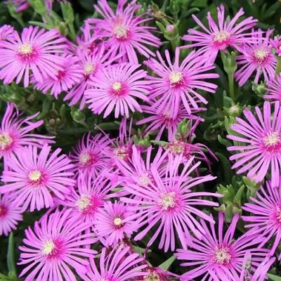 주식회사 고인돌야생화조경 조달 등록 상품 이미지 2