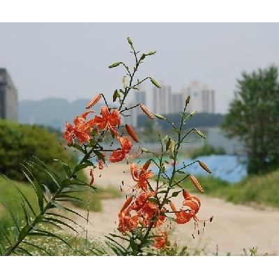 주식회사 고인돌야생화조경 조달 등록 상품 이미지 3