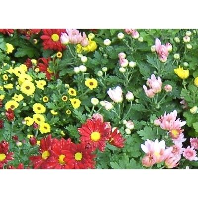 라온농원 조달 등록 상품 이미지 1