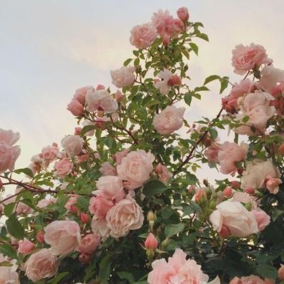 성지농원 조달 등록 상품 이미지 2