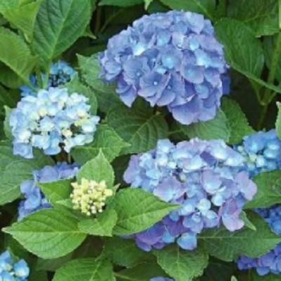 주식회사 그린팜널서리 조달 등록 상품 이미지 1
