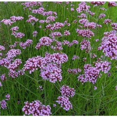 늘푸른농장 조달 등록 상품 이미지 3