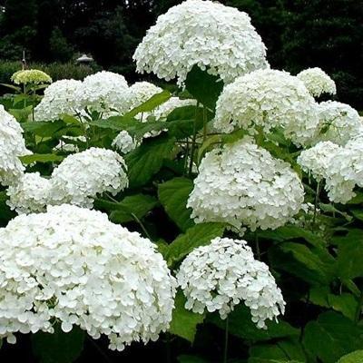 북원나무농원 조달 등록 상품 이미지 3