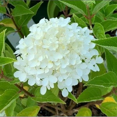 거제식물원 조달 등록 상품 이미지 1
