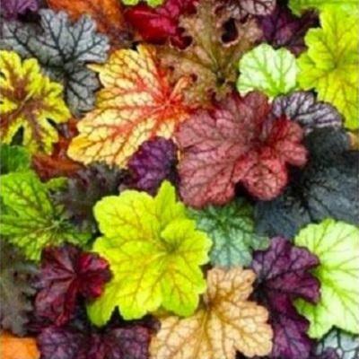 농업회사법인 주식회사 피움 조달 등록 상품 이미지 1